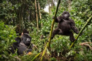 Mountain Gorillas in Bwindi Impenetrable Forest
