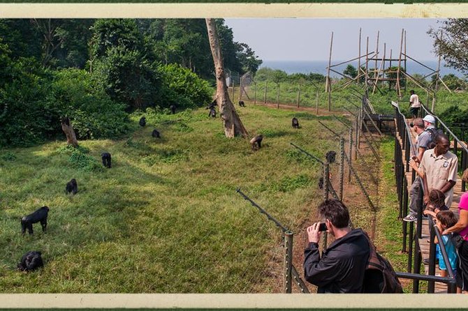 Ngamba Island chimpanzee tour